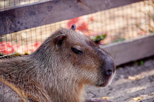 Krásný Legrační Savec Capybary Parku Roztomilý Obličej Hydrochoerus Hydrochaeris Zvířecí — Stock fotografie