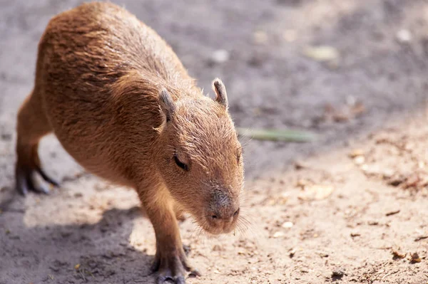 Krásný Legrační Savec Capybary Parku Roztomilý Obličej Hydrochoerus Hydrochaeris Zvířecí — Stock fotografie