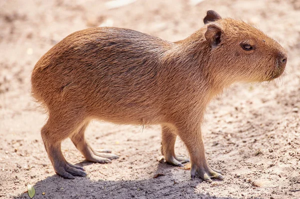 Beautiful Funny Capybara Mammal Park Cute Face Hydrochoerus Hydrochaeris Animal — Stock Photo, Image
