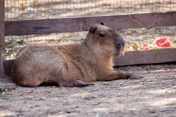 Krásný Legrační Savec Capybary Parku Roztomilý Obličej Hydrochoerus Hydrochaeris Zvířecí — Stock fotografie