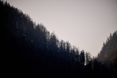 Alacakaranlıkta ağaçlarla kaplı eyer ve vadi boşluğu; karanlık tepeler ve pastel gökyüzü Chiemgau Alplerinde sakin bir kış havası yaratır..