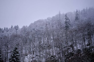 Karla kaplı ağaçlar ve alçak bulutlarla kaplı sisli kış dağı en düşük, karamsar manzarayı oluşturuyor..