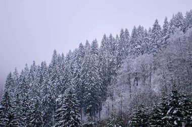 Sisli kış dağları, karla kaplı ağaçlar, karlı manzaralar..