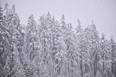 Sisli kış dağları, karla kaplı ağaçlar, karlı manzaralar..