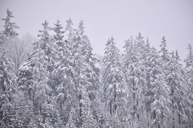 Sisli kış dağları, karla kaplı ağaçlar, karlı manzaralar..