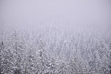 Sisli kış dağları, karla kaplı ağaçlar, karlı manzaralar..