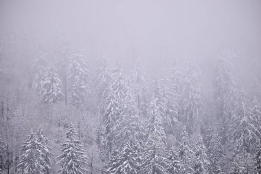 Sisli kış dağları, karla kaplı ağaçlar, karlı manzaralar..