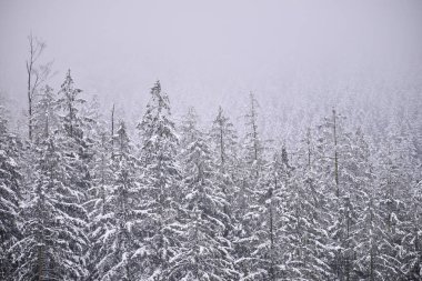 Sisli kış dağları, karla kaplı ağaçlar, karlı manzaralar..