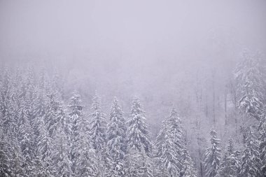 Sisli kış dağları, karla kaplı ağaçlar, karlı manzaralar..