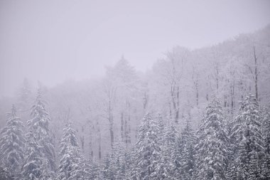 Karla kaplı ağaçlarla kaplı kış ormanı buğulanarak yumuşak ve en küçük manzarayı oluşturur..