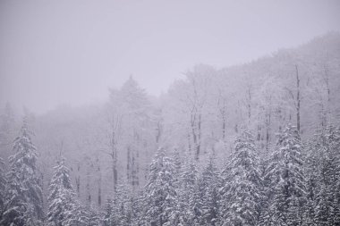 Sisli kış dağları, karla kaplı ağaçlar, karlı manzaralar..