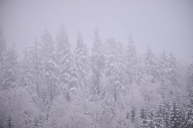 Yoğun karlı, sisli ve nemli ormanlarda yumuşak ışık ve bolca kopya alanı var..