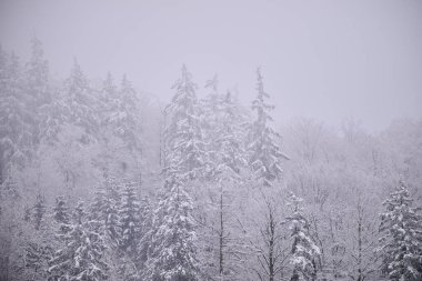 Sisli kış dağları, karla kaplı ağaçlar, karlı manzaralar..