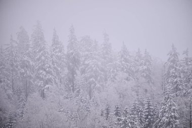 Sisli kış dağları, karla kaplı ağaçlar, karlı manzaralar..