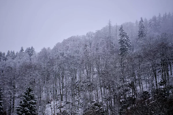 Karla kaplı ağaçlar ve alçak bulutlarla kaplı sisli kış dağı en düşük, karamsar manzarayı oluşturuyor..