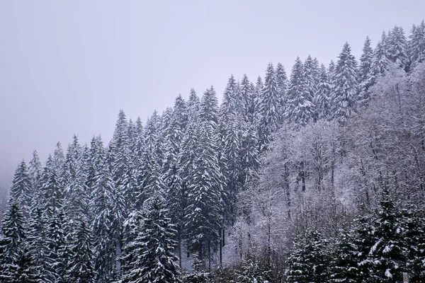Sisli kış dağları, karla kaplı ağaçlar, karlı manzaralar..