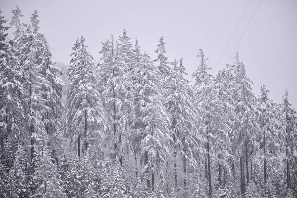 Sisli kış dağları, karla kaplı ağaçlar, karlı manzaralar..