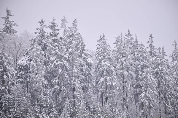 Sisli kış dağları, karla kaplı ağaçlar, karlı manzaralar..