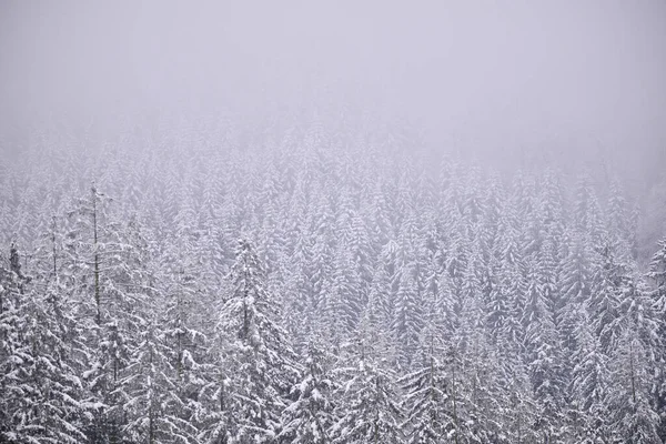 Sisli kış dağları, karla kaplı ağaçlar, karlı manzaralar..