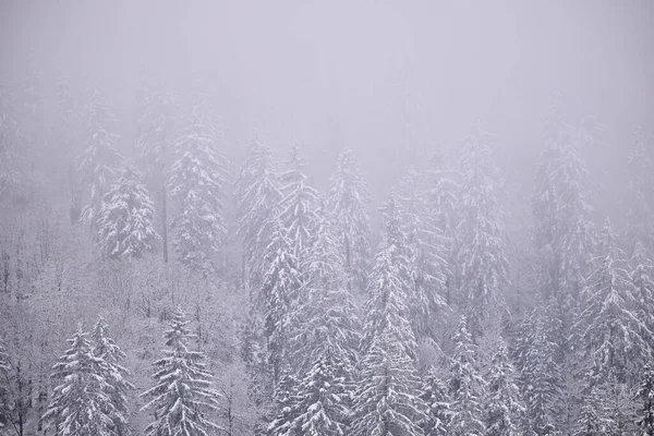 Sisli kış dağları, karla kaplı ağaçlar, karlı manzaralar..
