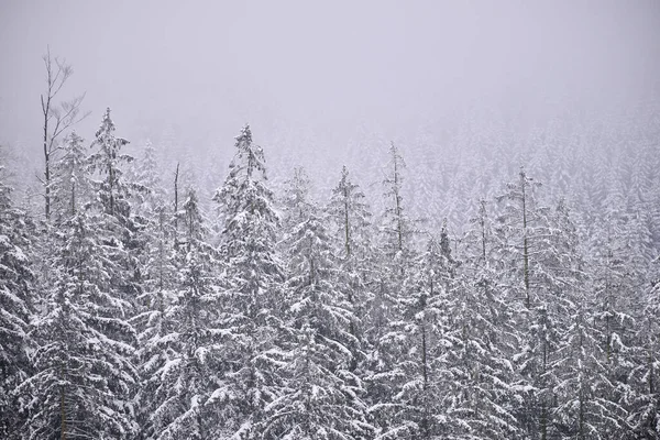 Sisli kış dağları, karla kaplı ağaçlar, karlı manzaralar..