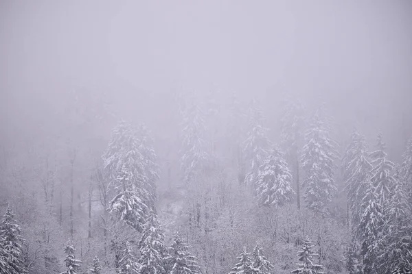 Sisli kış dağları, karla kaplı ağaçlar, karlı manzaralar..
