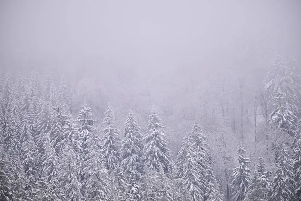 Sisli kış dağları, karla kaplı ağaçlar, karlı manzaralar..