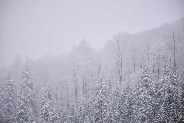 Karla kaplı ağaçlarla kaplı kış ormanı buğulanarak yumuşak ve en küçük manzarayı oluşturur..