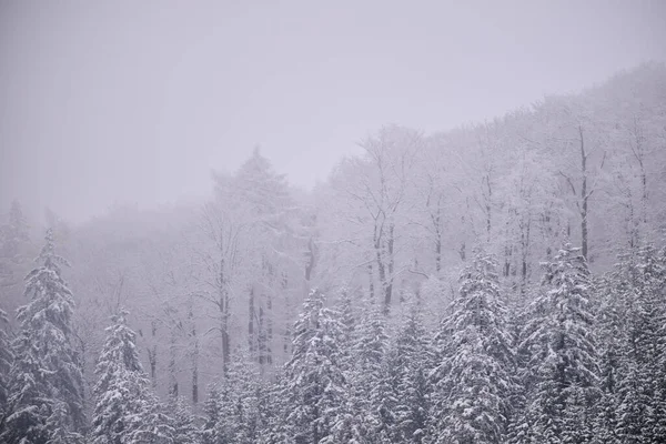 Sisli kış dağları, karla kaplı ağaçlar, karlı manzaralar..