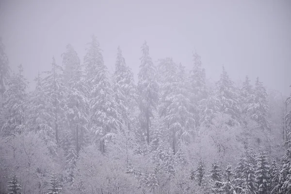 Yoğun karlı, sisli ve nemli ormanlarda yumuşak ışık ve bolca kopya alanı var..