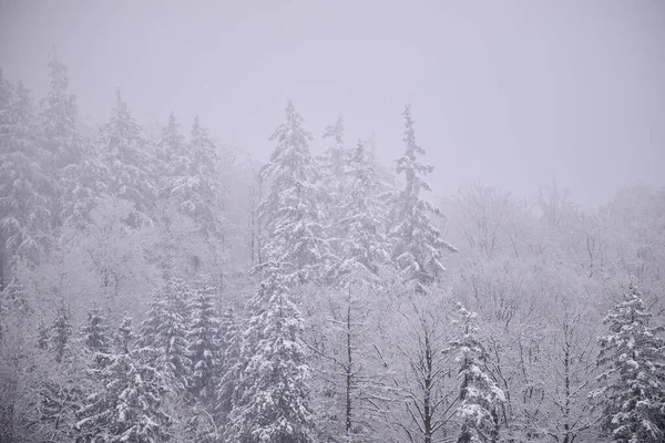 Sisli kış dağları, karla kaplı ağaçlar, karlı manzaralar..