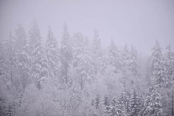 Sisli kış dağları, karla kaplı ağaçlar, karlı manzaralar..