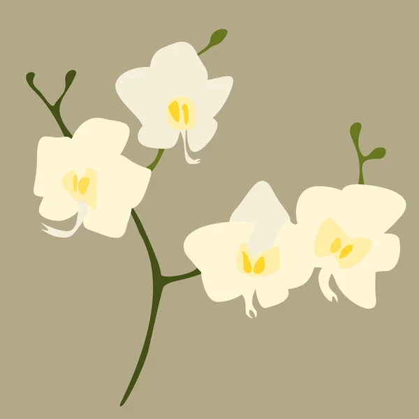 Vit orkidé blomma — Stock vektor