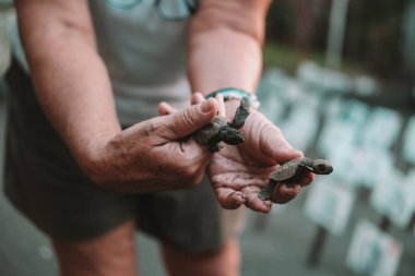 Koruma merkezinde deniz kaplumbağalarını kurtaran ve iyileştiren kıdemli gönüllü bir bilim adamının yakın çekimi. Yuvasından yeni doğmuş yavru bir kaplumbağa tutuyor..