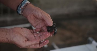 Koruma merkezinde deniz kaplumbağalarını kurtaran ve tedavi eden kıdemli bir kadın biyologun yakın çekimi. Elinde yeni doğmuş bir kaplumbağa, az gelişmiş yüzgeci olan engelli bir bebek kaplumbağa var..