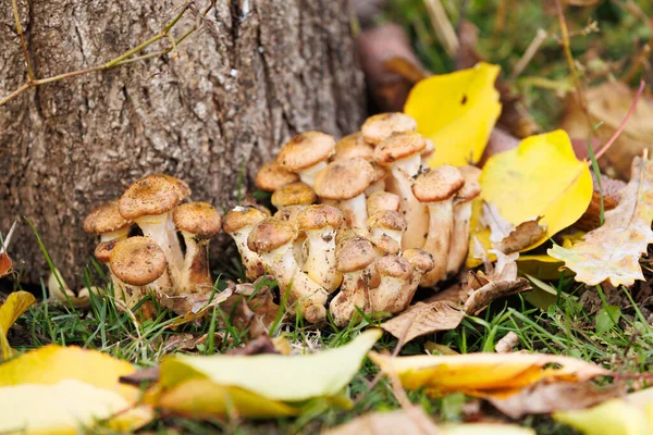 Vahşi mantarlar ormanda kümelenir. Düşen sarı yaprakların arasında bir ağacın dibinde büyüyen yenilebilir bal mantarları kümesi sonbahar ormanlarının bolluğunu simgeliyor..