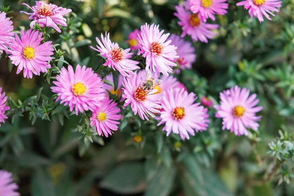 Pembe astar üzerindeki arı nektar topluyor. Bir bal arısı pembe asterlere konar, sıcak sonbahar ışığı altında nektar toplar - doğa ve tozlaştırıcılar arasındaki uyumun sembolü..