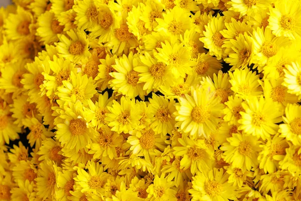 Sarı kasımpatı çiçekleri yakın plan. Parlak sarı kasımpatı güneş ışığında parlar. Çiçek, mevsimlik ya da bahçe tasarımları için arka plan.