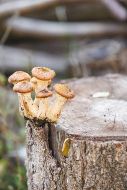 Sonbahar ormanlarında kesilen ağaçlardaki yabani mantarlar, kopyalama alanı. Kesik bir ağaç gövdesinde filizlenen küçük ballı mantarlar. Yumuşak, ılık ışıkta yakın çekim dokunun, rengin ve sonbahar havasının ayrıntılarını yakalıyor..