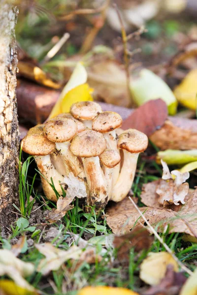 Ağaç gövdesinin yanında yetişen bal mantarı kümesi. Sıkıca paketlenmiş ballı mantar grubu bir ağaç gövdesinin yakınındaki topraktan çıkıyor. Sonbahar ormanı, doğal dokuları aydınlatan natürmort..