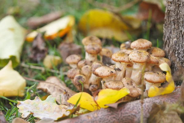 Sonbahar mantarları yakın plan. Ballı mantarlar, sıcak sonbahar günışığıyla aydınlatılan bir kütükte yetişiyor. Yumuşak bokeh arka plan, orman huzurunun sembolü..