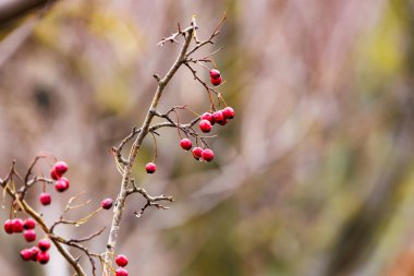 Kış bahçesinde donla kaplanmış kırmızı gül üzümü. Doğal kış sahnesi Yumuşak ışıkta yabani gül meyveleri.