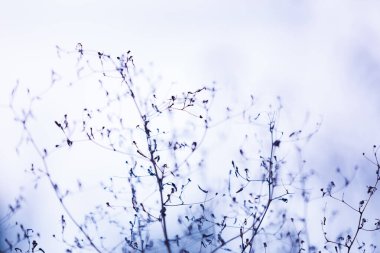 Soluk gökyüzüne karşı kuru çimenler. Yumuşak ışıktaki kuru yabani otların minimalist görüntüsü, yumuşak doğal dokularla sakin sonbahar havasını çağrıştırıyor..