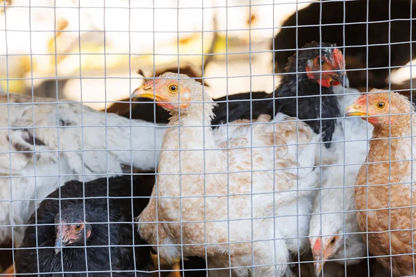 Tel örgülerin arkasındaki genç tavuklar. Yavru tavukların yakın çekimi ağ, sıcak ışık ve sığ derinlik arkasında duruyor. Doğal çiftlik hissi yaratıyor..