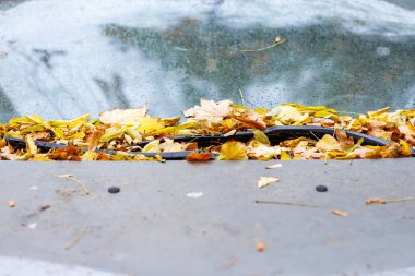 Sonbahar yaprağı kaplı ön cam. Arabanın ön camı ve kaputu kısmen dağınık yapraklarla kaplı..