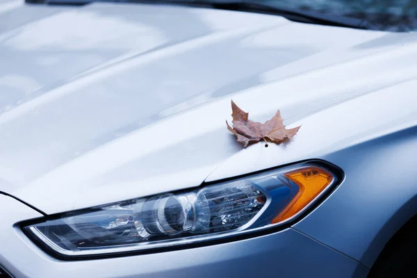 Gümüş kaputun üzerinde tek bir akçaağaç yaprağı. Temiz, minimalist bir akçaağaç yaprağının gümüş bir arabanın kaputunda tek başına dinlendiğinin görüntüsü. Sonbahar afişleri, arka planlar ve mevsimlik ürün yerleştirme.