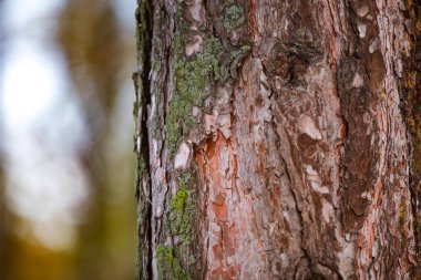 Yumuşak kış geçmişi olan ağaç kabuğu dokusu. Kabuğun katmanlı yapısı solmuş kış tonlarına karşı duruyor. Doğal yaşlanma ve organik güzelliği gösteriyor..