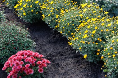 Sıra sıra kasımpatı çalıları. Saf paralel sarı kasımpatı sıraları koyu toprak üzerinde yapılandırılmış bir bahçe deseni oluşturuyor..