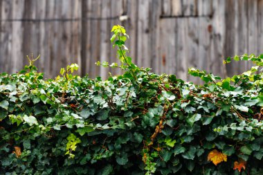 Kırsal ahşap çitler boyunca büyüyen yeşil sarmaşık. Eski ahşap bir çitin üzerinden süzülen doğal sarmaşık, büyümenin sembolü, doğanın geri kazanma alanı ve sürdürülebilirliği..