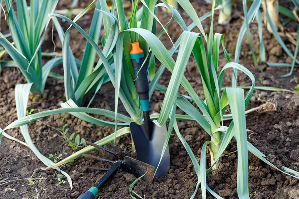 A hand tools resting on a garden bed with leek plants. Authentic backyard farming and natural lifestyle